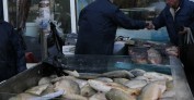 Пълнете шарана, Никулден е!